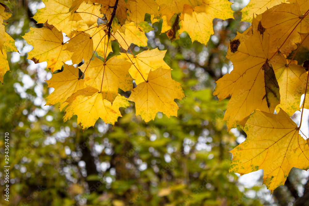 Yellow leaves on a tree. Yellow maple leaves. Autumn background. Autumn frame. There is a place for your text. Free space. Yellow leaves on a tree. Yellow maple leaves. Autumn background. Autumn frame. There is a place for your text. Free space.