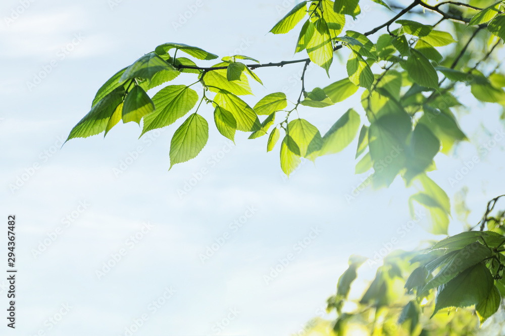 Tree branches with green leaves on sunny day Tree branches with green leaves on sunny day