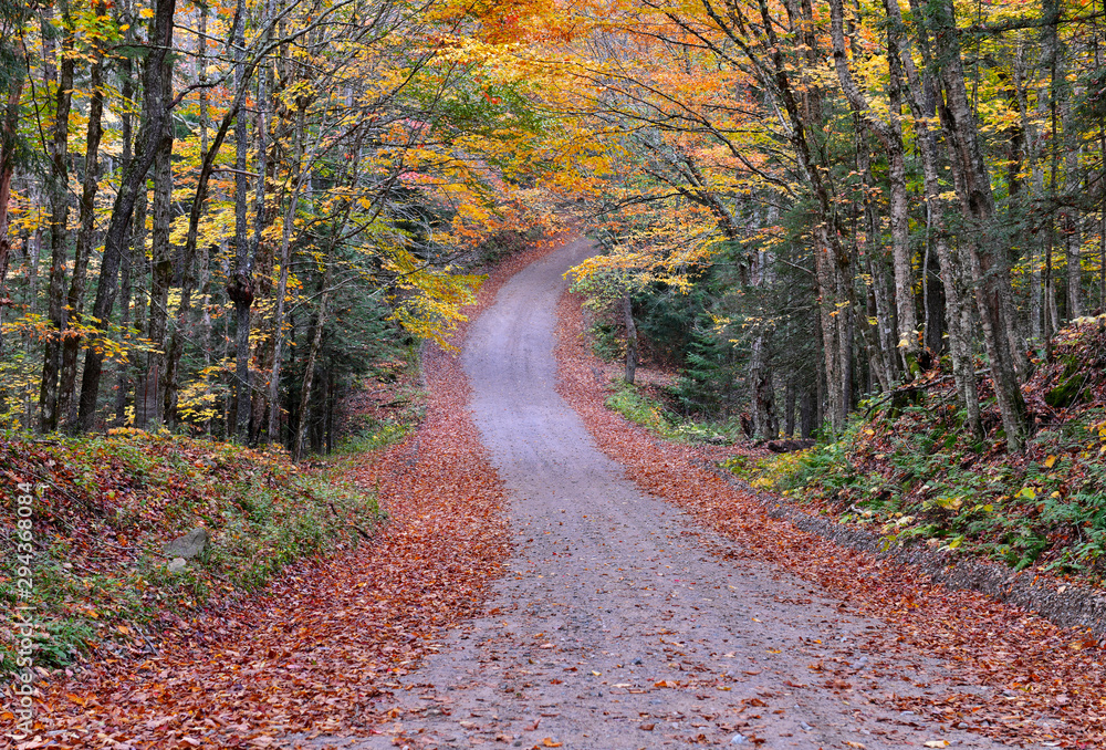 Forest road with autumn foliage with red, orange and yellow fall colors in a Northeast forest, USA