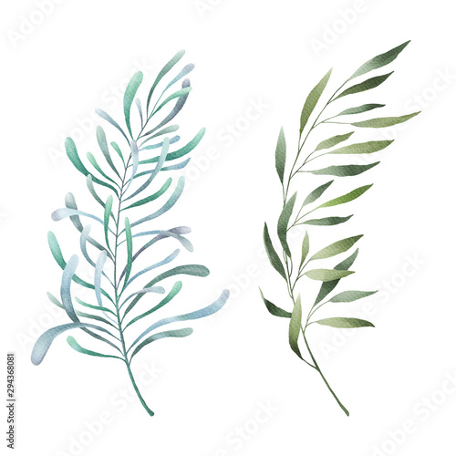 Leaves  herbs  branches watercolor set