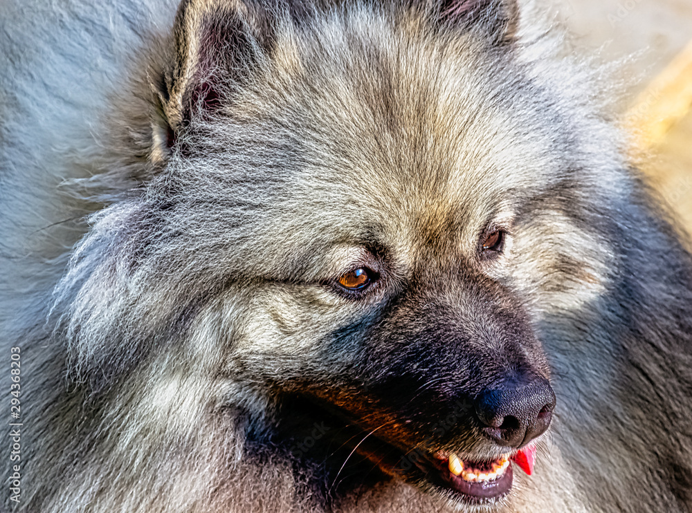 Keeshondis a medium-sized dog with a plush, two-layer coat of silver and black fur with a ruff and a curled tail Keeshondis a medium-sized dog with a plush, two-layer coat of silver and black fur with a ruff and a curled tail