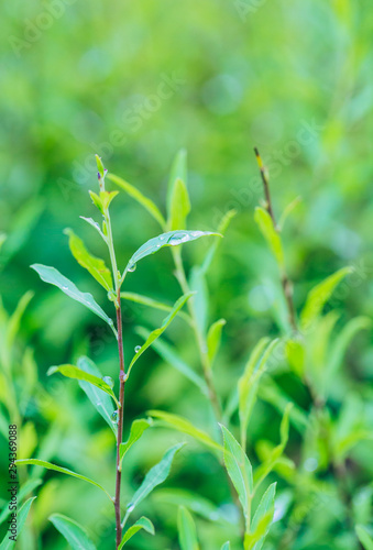 Outdoor raindrops and green leaves macro close-up  Spiraea prunifolia Sieb. et Zucc.