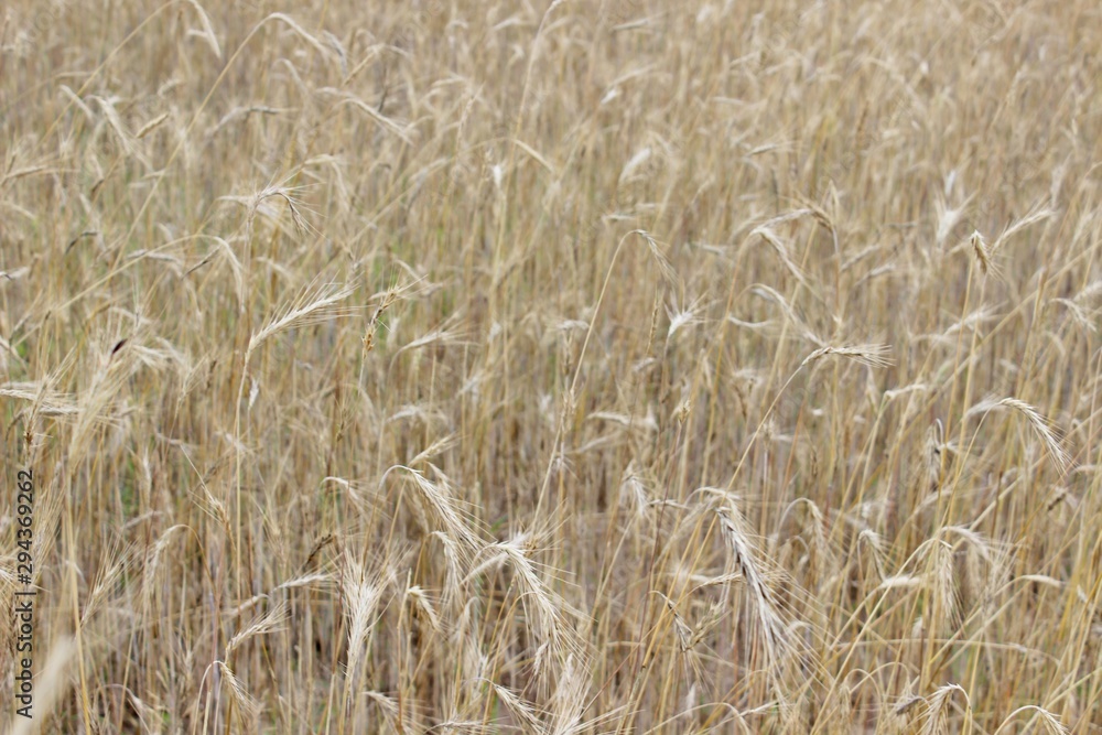 Ripe rye bread rye field ears of wheat Ripe rye bread rye field ears of wheat