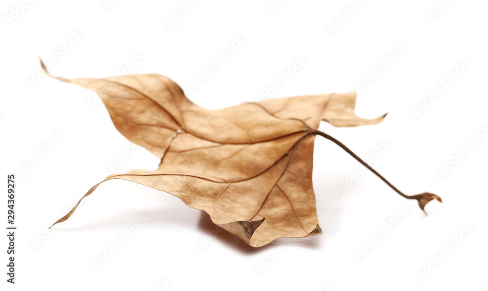 Fototapeta premium Dry autumn, fall leaf isolated on white background