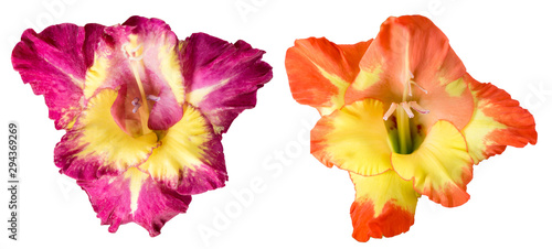 Gladiolus flower. Flower head isolated on a white background.