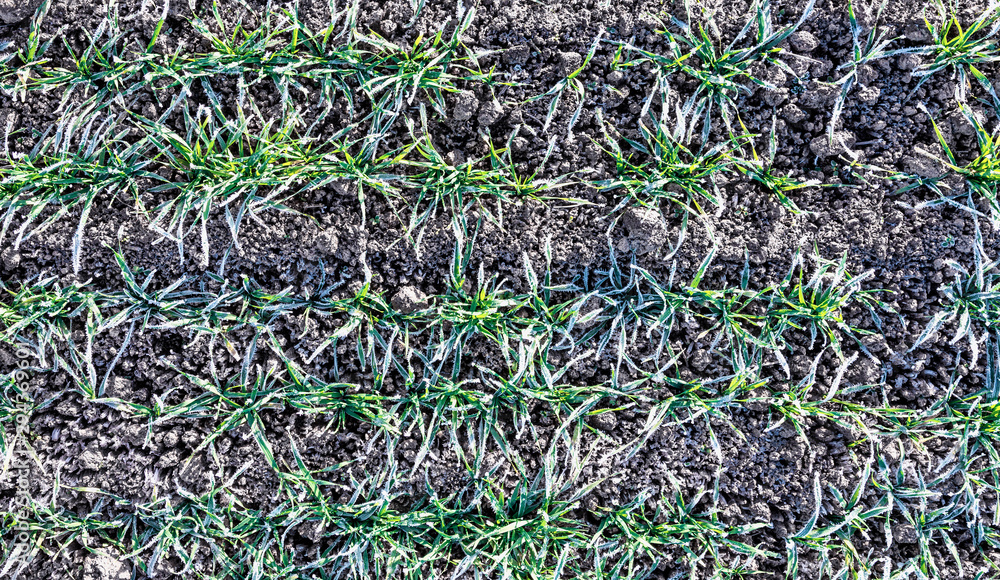 Seedlings of winter. Green plants with morning frost. Top view. Smooth rows of plants Seedlings of winter. Green plants with morning frost. Top view. Smooth rows of plants