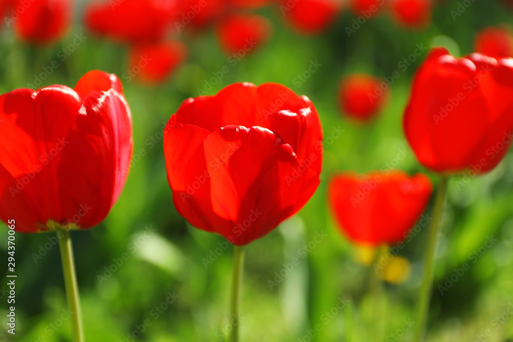 Blossoming tulips outdoors on sunny spring day Blossoming tulips outdoors on sunny spring day