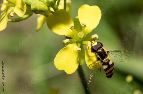 Hoverfly looking for Gaysorn from yellow flowers