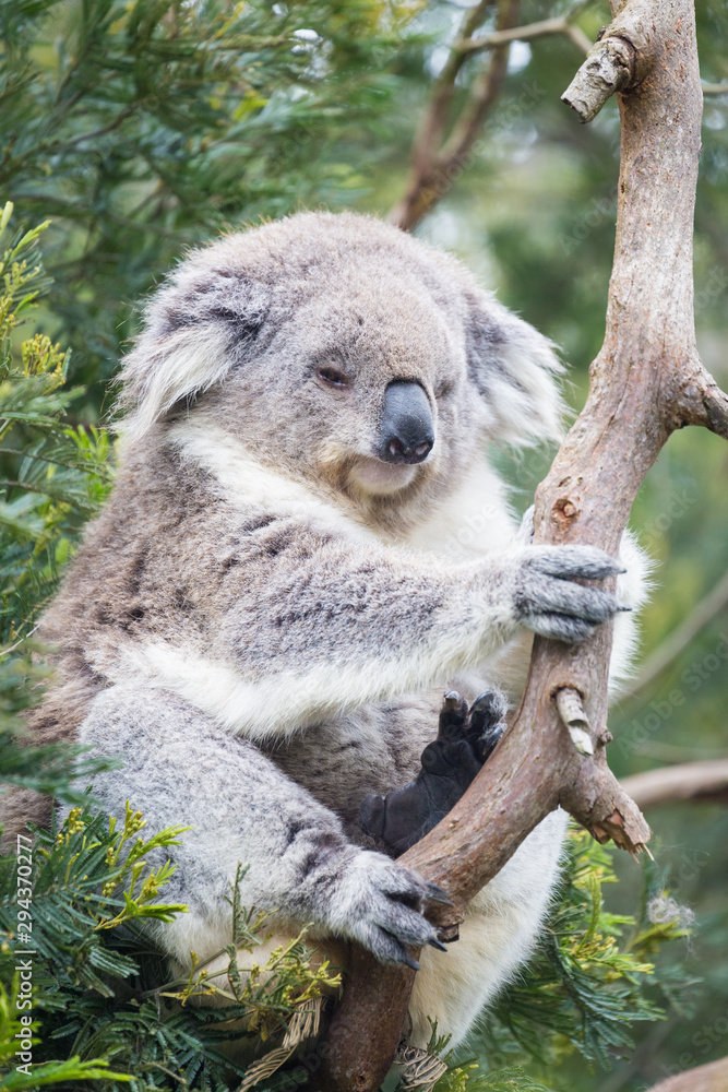 Fototapeta premium Koala on his tree in Australia. They spend around 20-22hours a day for sleeping.