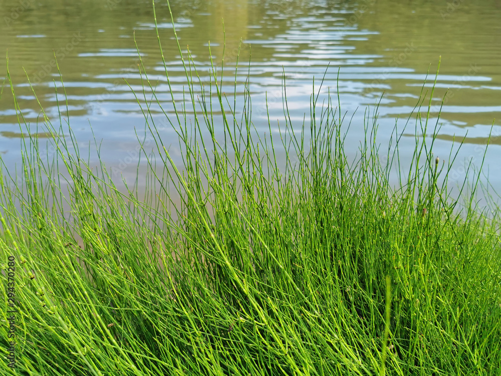 Riverside with green grass near by