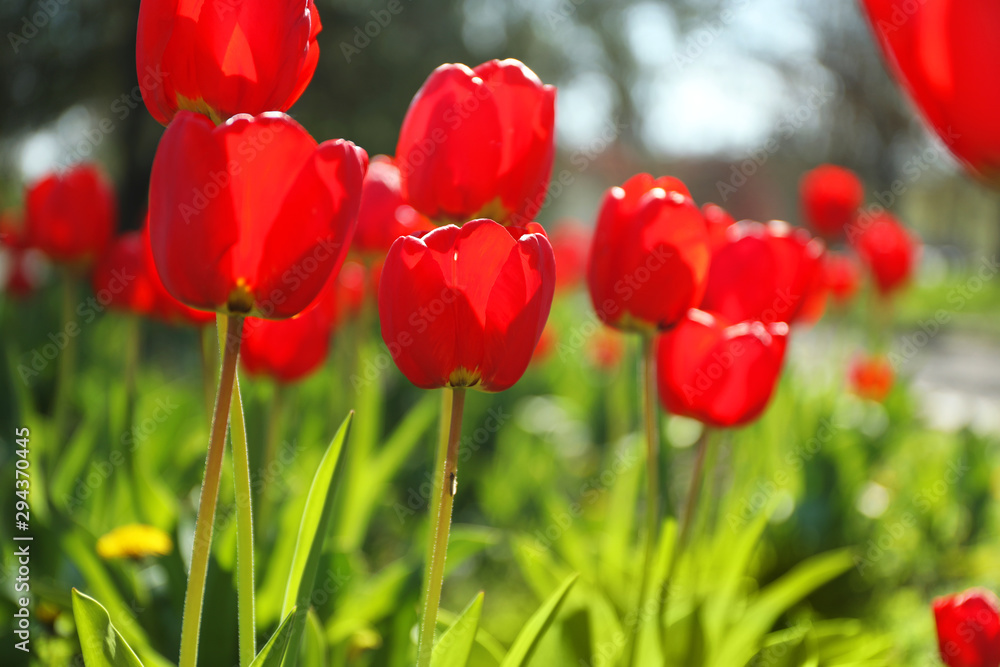 Naklejka premium Blossoming tulips outdoors on sunny spring day