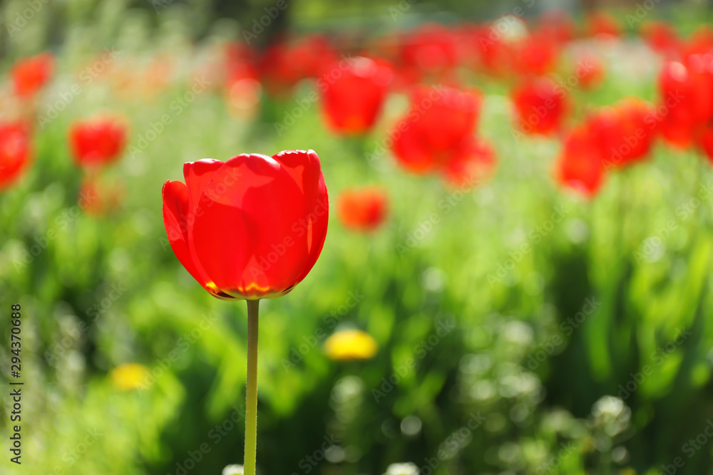 Blossoming tulips outdoors on sunny spring day Blossoming tulips outdoors on sunny spring day