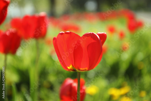 Blossoming tulips outdoors on sunny spring day