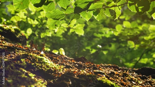 Wallpaper Mural Peaceful Landscape of Forest Litter Foliage and Moss at Sunset Slow Motion Torontodigital.ca