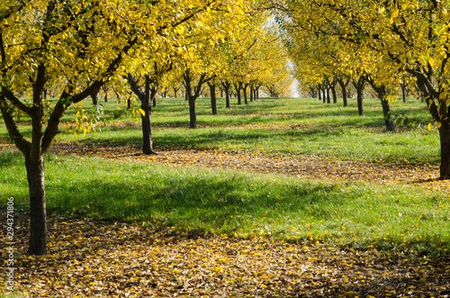 Un verger avec des pruniers mirabelliers de Lorraine en automne jaunes. un verger automnal. Des arbres fruitiers en automne.