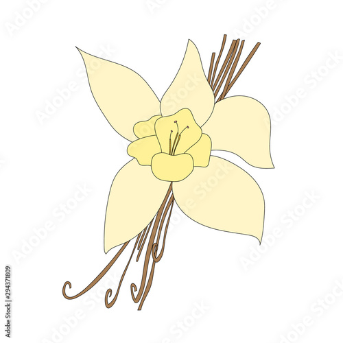 Vanilla beans and orchid flower.