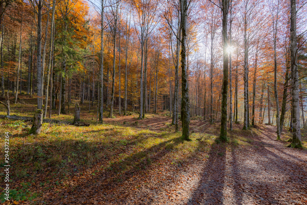 road in autumn forest 01