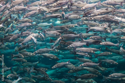 Underwater photo with lot of labrax fish. photo
