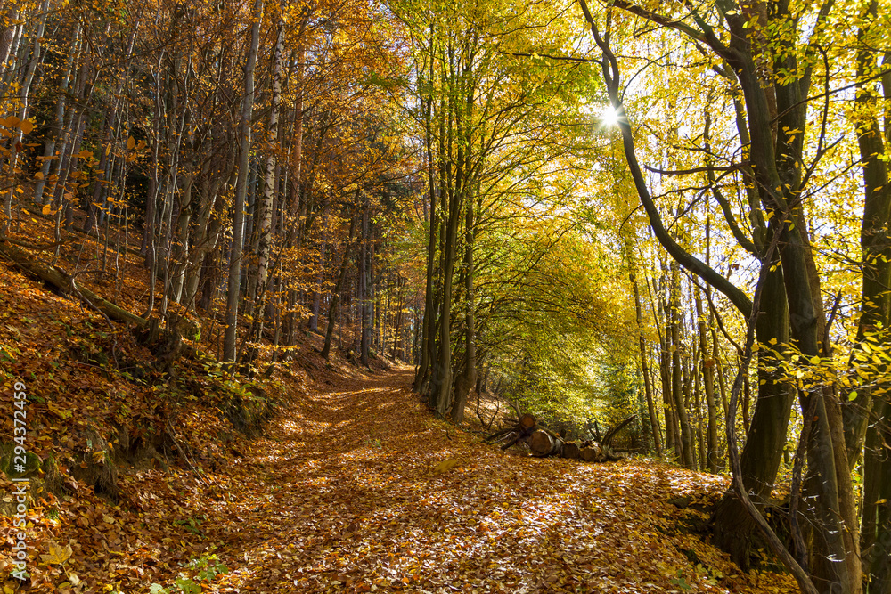 Obraz premium autumn in the forest 01