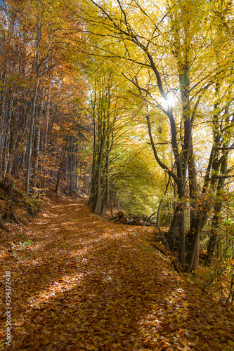Fototapeta Naklejka Na Ścianę i Meble -  autumn in the forest 04