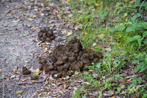 A pile of horse manure on a footpath