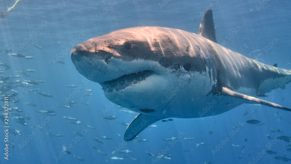 Fototapeta premium tiburón blanco 1