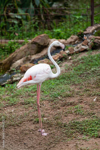 Beautiful pink flamingo in the zoo..