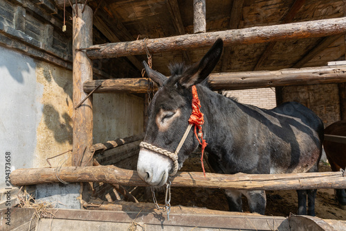 Close-up of a donkey in a wooden horse ring