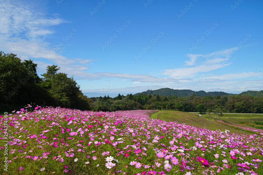 内山牧場のコスモス畑