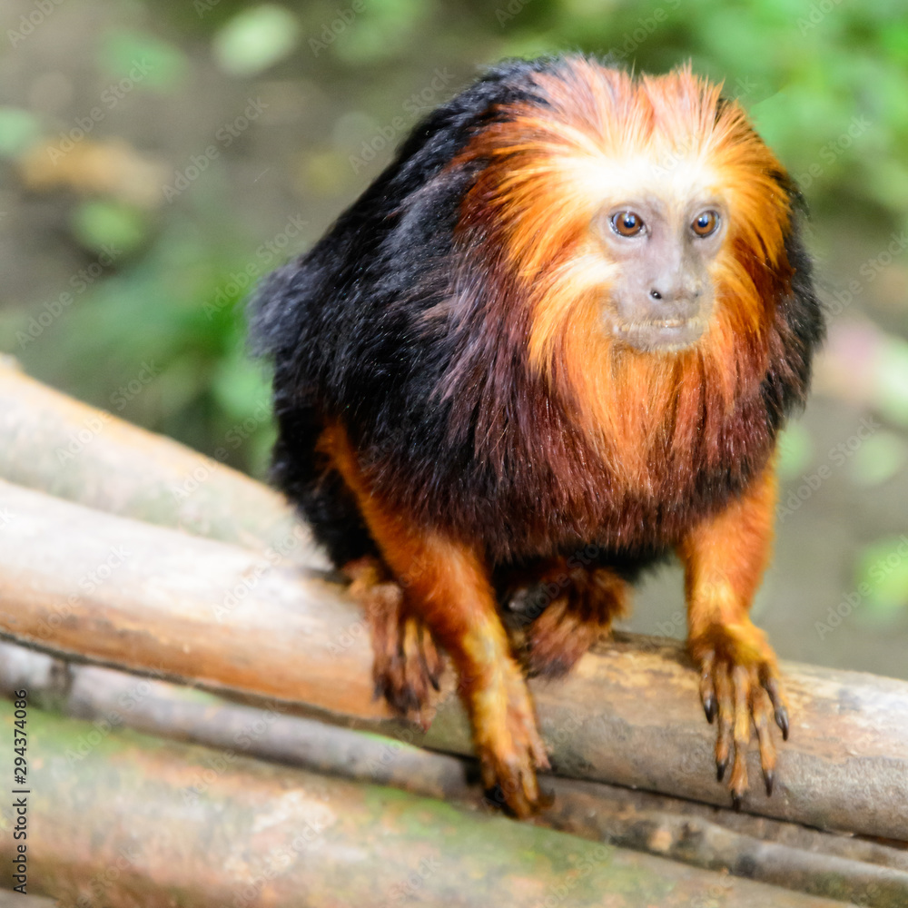 Golden-headed lion tamarin Golden-headed lion tamarin