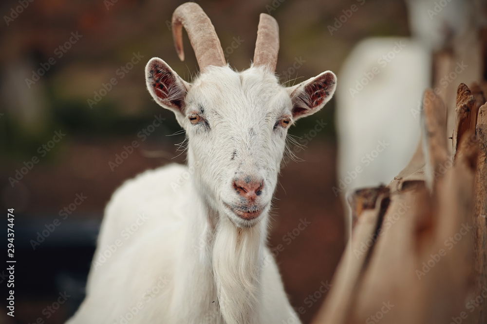 Fototapeta premium Portrait of a white goat