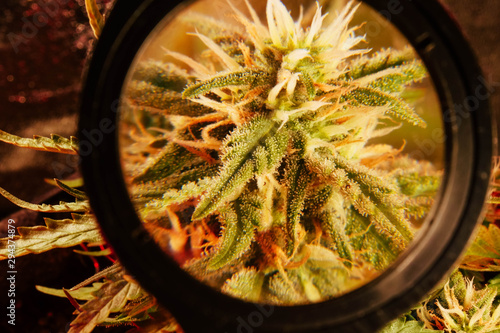 Look on cannabis trichomes through magnifier. Cannabis grow indoor. Medical marijuana 