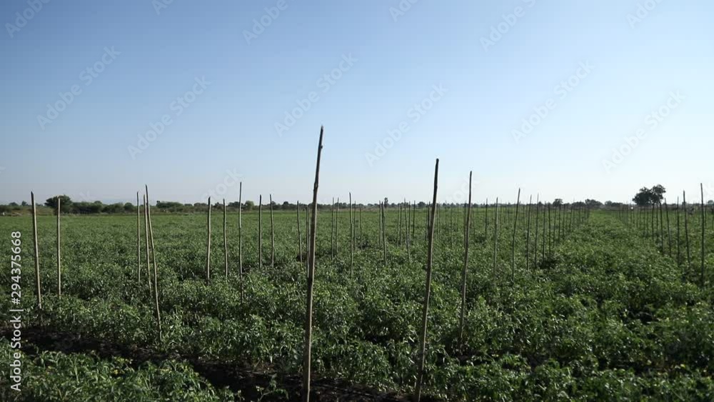 Fresh green tomato field in india Fresh green tomato field in india