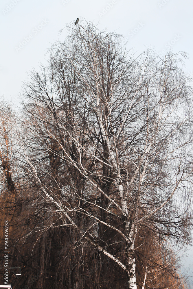 trees in winter