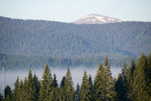 Fototapeta Naklejka Na Ścianę i Meble -  landscape with fog and spruce forest in the mountains