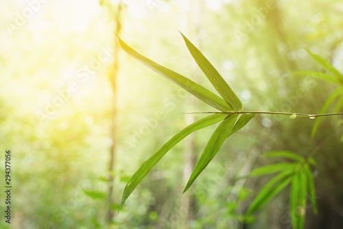 Bamboo leaves and green blur background.    