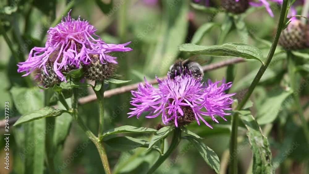 Bumblebee is on a brown knapweed flower Bumblebee is on a brown knapweed flower