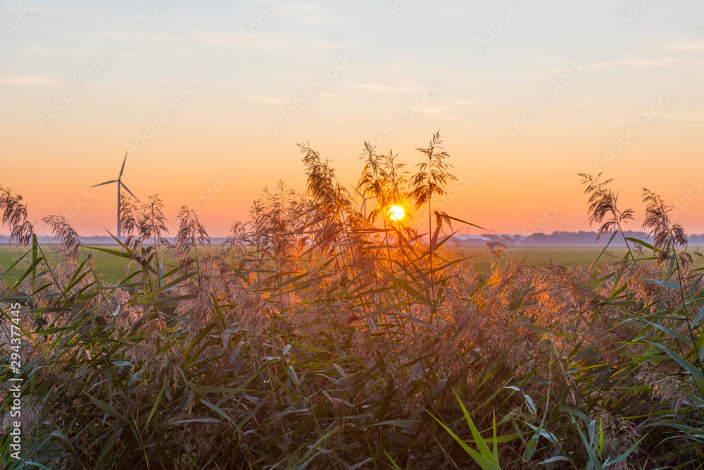 Reed in a rural landscape in sunlight below a blue sky at sunrise in autumn Reed in a rural landscape in sunlight below a blue sky at sunrise in autumn