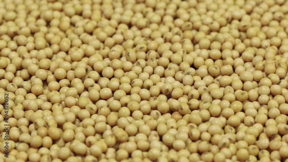 Soybean seed, small soybean in detail with high productivity. Soybean seed, small soybean in detail with high productivity.