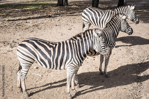 Zebra in Australia.