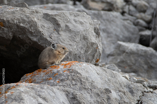 Cute Pica in rocks at Jasper National Park