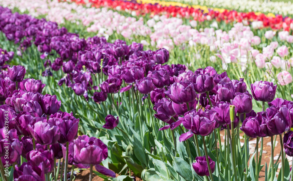 Colourful Tulip at farm. Beautiful bouquet background. Colourful Tulip at farm. Beautiful bouquet background.
