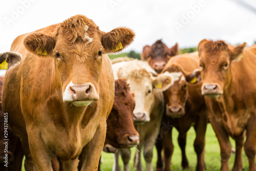 Cows  © ken