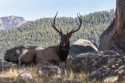 Bull Elk resting in Shade at Rocky Mountain National park