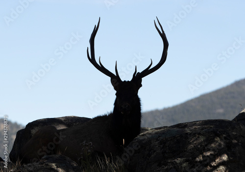 Silhouette of Bull Elk at Rocky Mountain National park 
