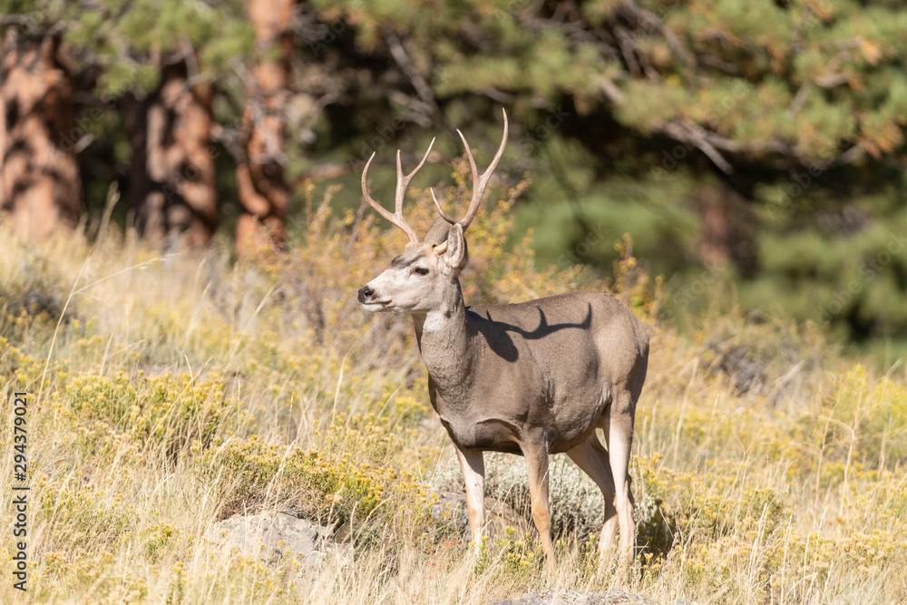 Fototapeta premium Mule Deer Buck in Rocky Mountain National part