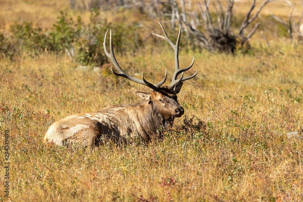 Bull Elk in Rocky Mountain National Park