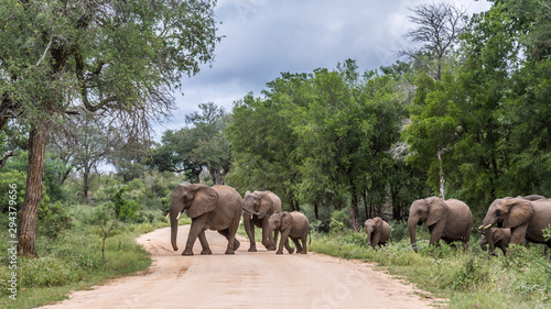 African bush elephant in Kruger National park  South Africa