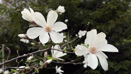 flowers of white magnolia, white magnolia, white Magnolia flowers on tree branch, Magnolia tree blossom, white magnolia blossoms floral natural background photo