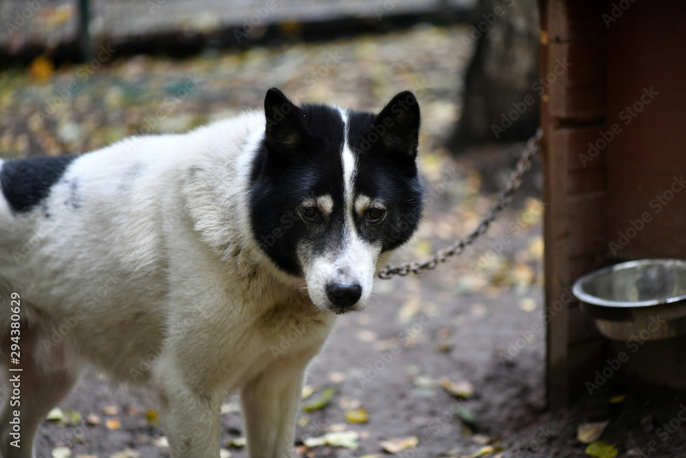 northern husky dogs in everyday life in a kennel in a park